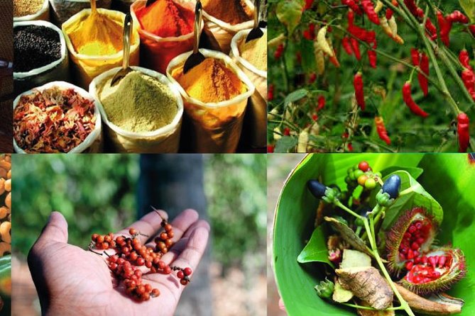 spice farm 03